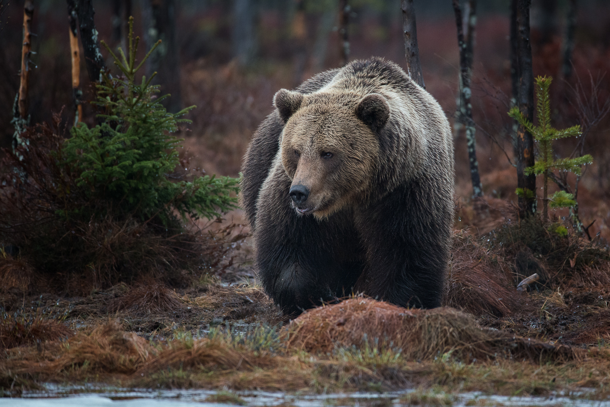 Elisabeth Landberger Fotograf Björn Brown Bear--5